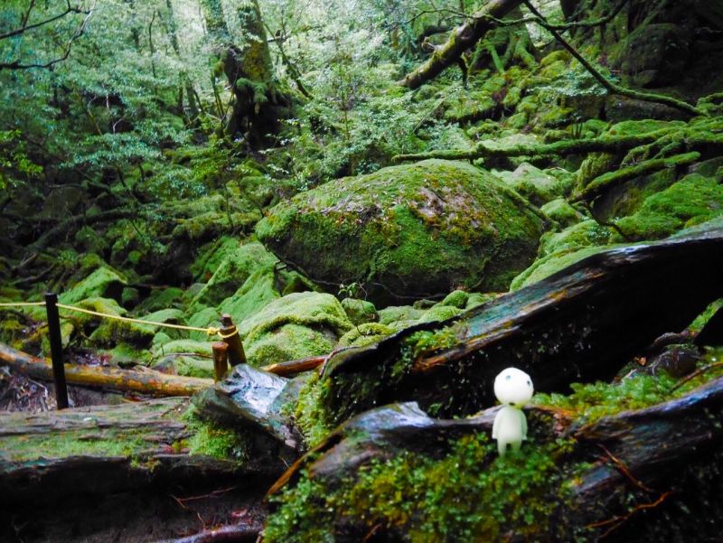 yakushima yakushima